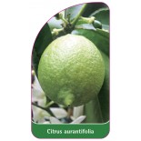 citrus-aurantifolia-limone0