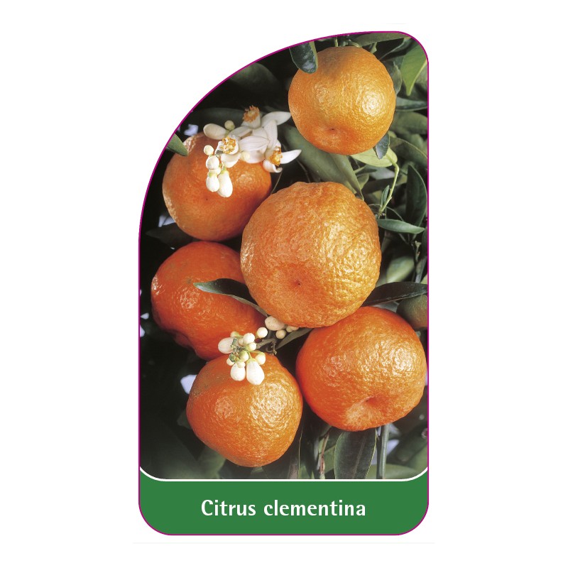 citrus-clementina-clementine0