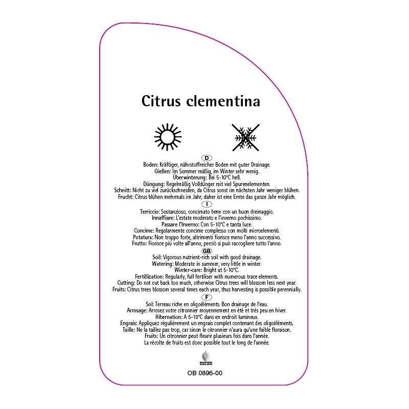 citrus-clementina-clementine1