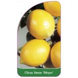 citrus-limon-meyer-zitrone0