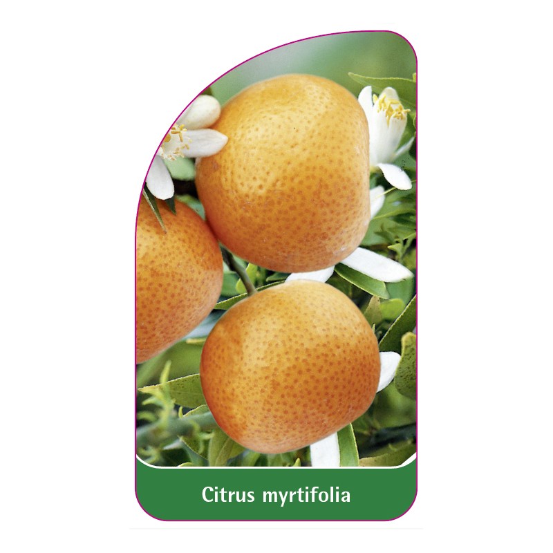 citrus-myrtifolia-bitter-orange0