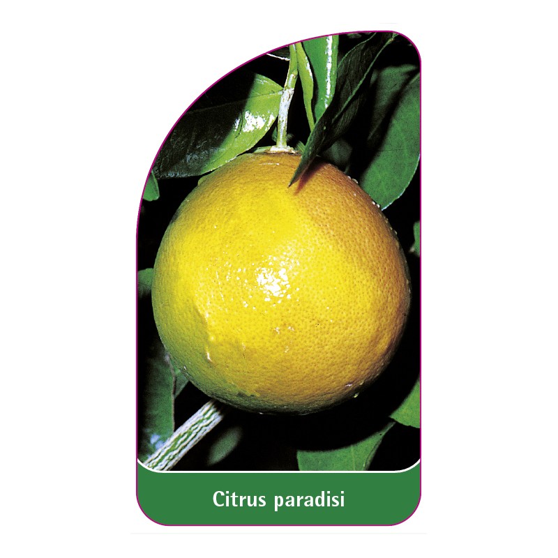 citrus-paradisi-grapefruit0