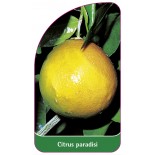 citrus-paradisi-grapefruit0