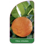 citrus-reticulata-mandarine0