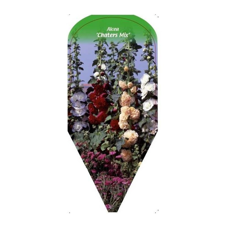 alcea-chaters-mix-0