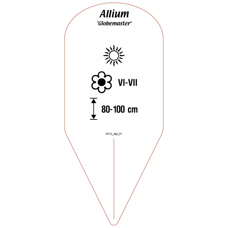 allium-globemaster-1