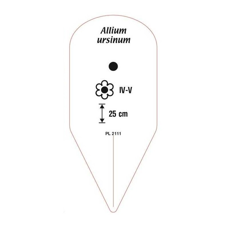 allium-ursianum1