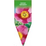 anemone-splendens-0