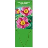 anemone-hupehensis-splendens-0