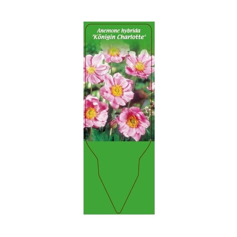 anemone-hybrida-konigin-charlotte-0