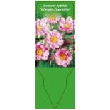 anemone-hybrida-konigin-charlotte-0