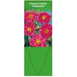 anemone-hybrida-margareete-0