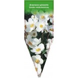 anemone-sylvestris0