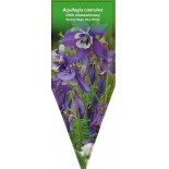 aquilegia-caerulea-spring-magic-blue-white-0