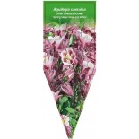aquilegia-caerulea-spring-magic-rose-and-white-0