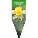 aquilegia-caerulea-spring-magic-yellow-0