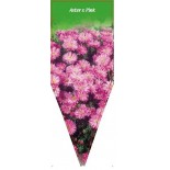 aster-x-pink0