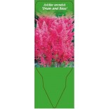 astilbe-arendsii-drum-and-bass-0