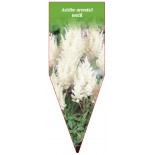 astilbe-arendsii-weiss0