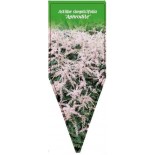astilbe-simplicifolia-aphrodite-0
