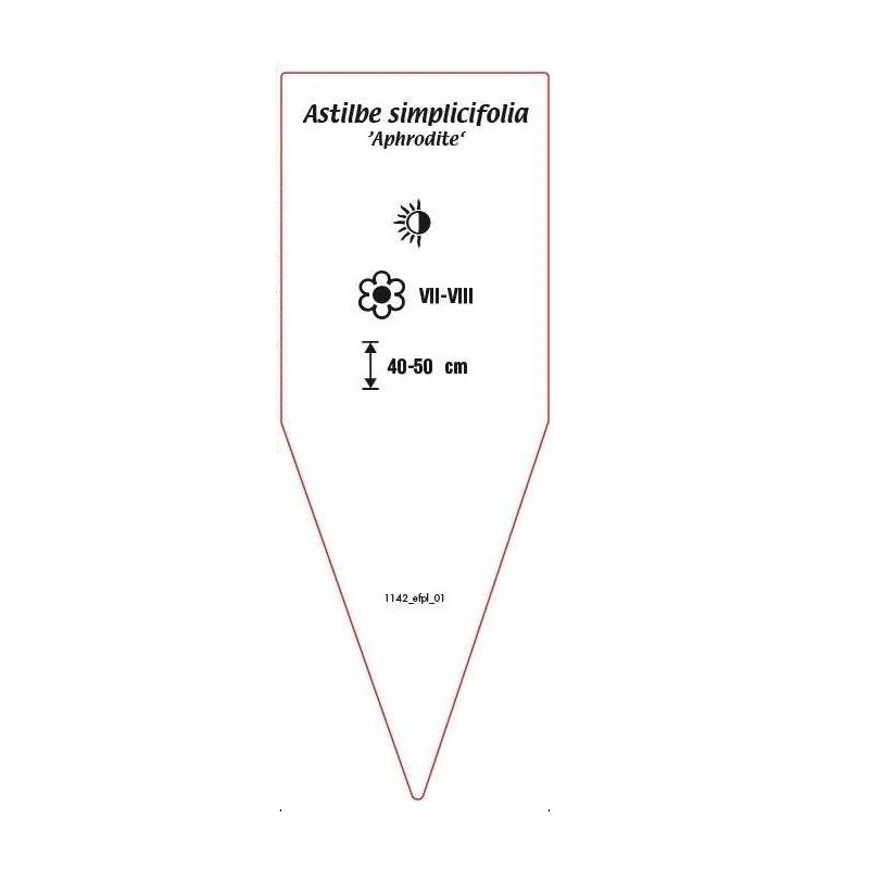 astilbe-simplicifolia-aphrodite-1