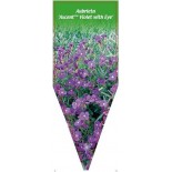 aubrieta-axcent-violet-with-eye-0