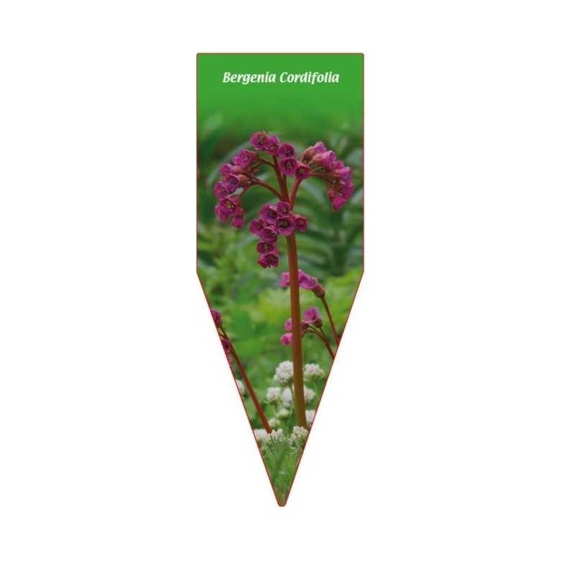 bergenia-cordifolia-rot0