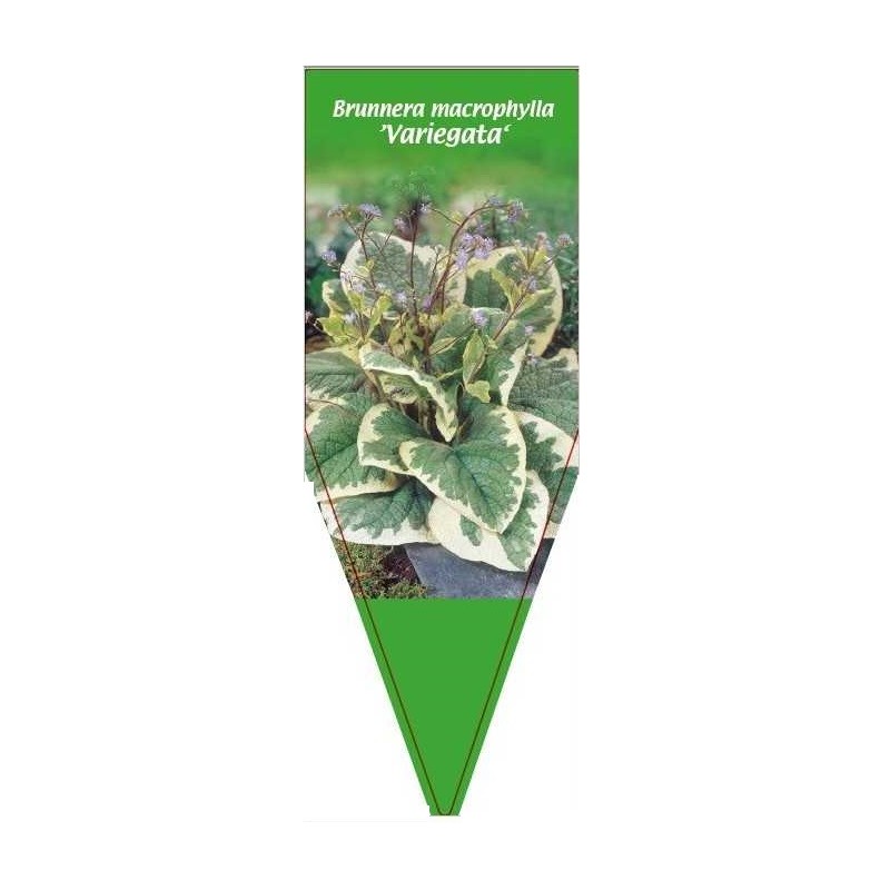 brunnera-macrophylla-variegata-a0