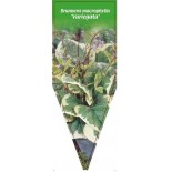 brunnera-macrophylla-variegata-b0
