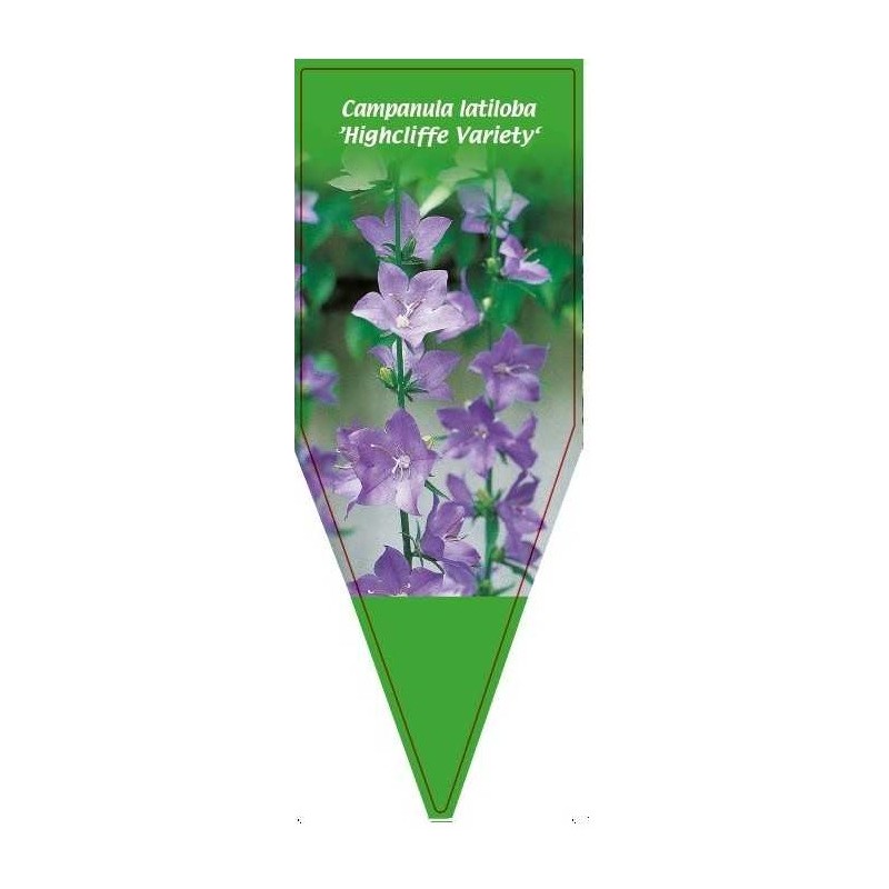 campanula-latiloba-highcliffe-variety-0