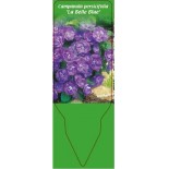 campanula-persicifolia-la-belle-blue-0