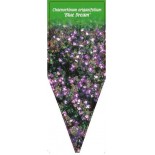 chaenorhinum-origanifolium-blue-dream-0