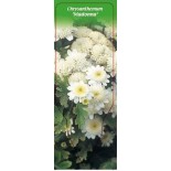 chrysanthemum-madonna-0