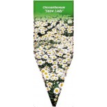 chrysanthemum-snow-lady-b0