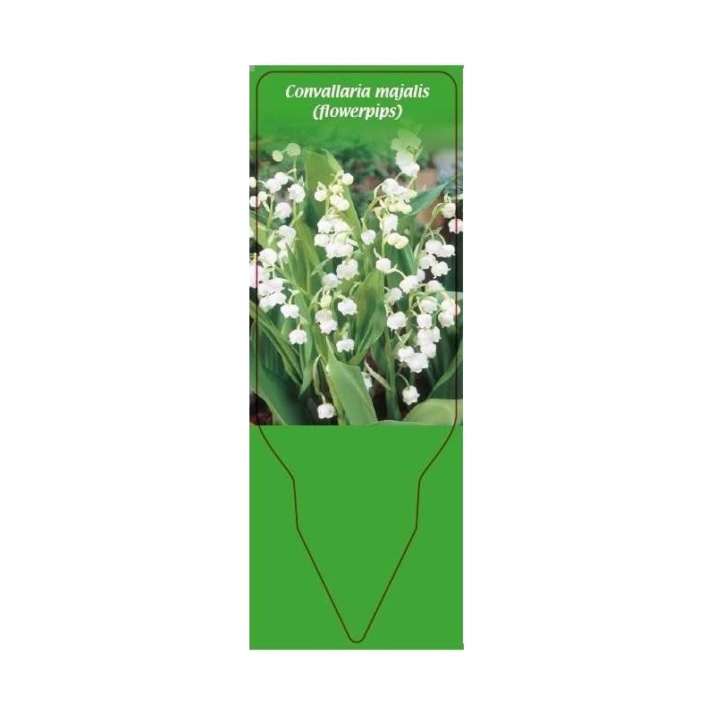 convallaria-majalis-flowerpips0