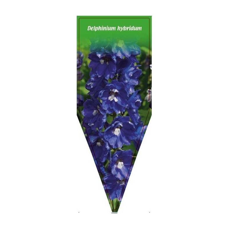 delphinium-hybridum-blau-b0