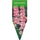 delphinium-hybridum-rosa-b0