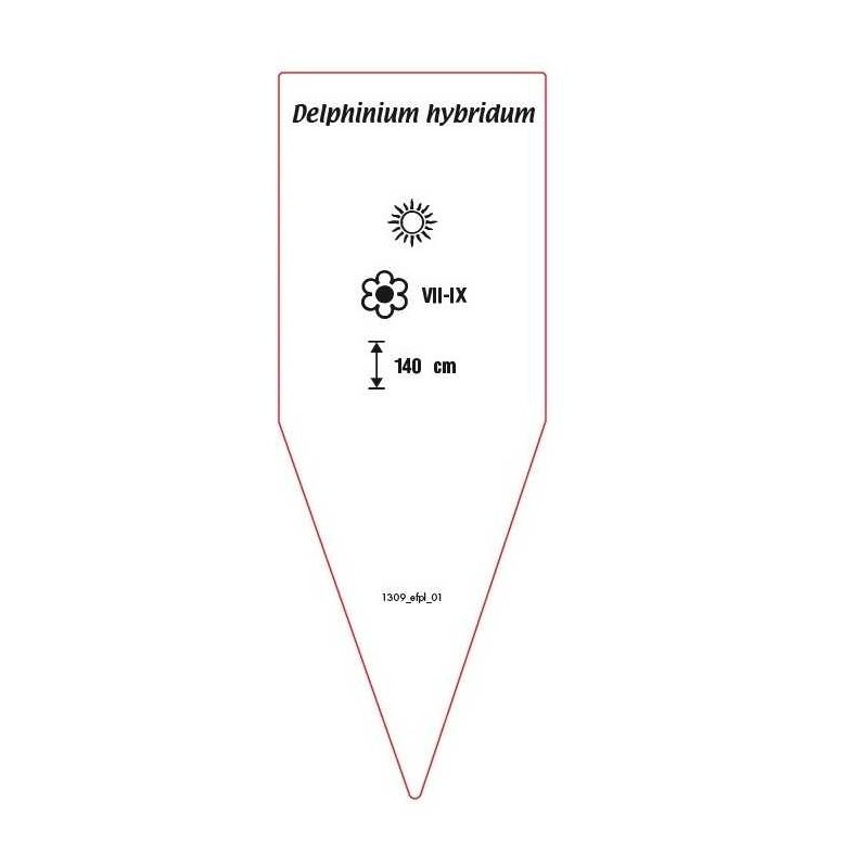delphinium-hybridum-rosa-b1