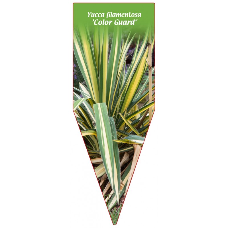 yucca-filamentosa-color-guard-b0