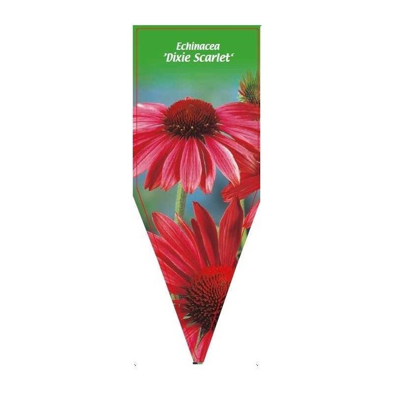 echinacea-dixie-scarlet-a0