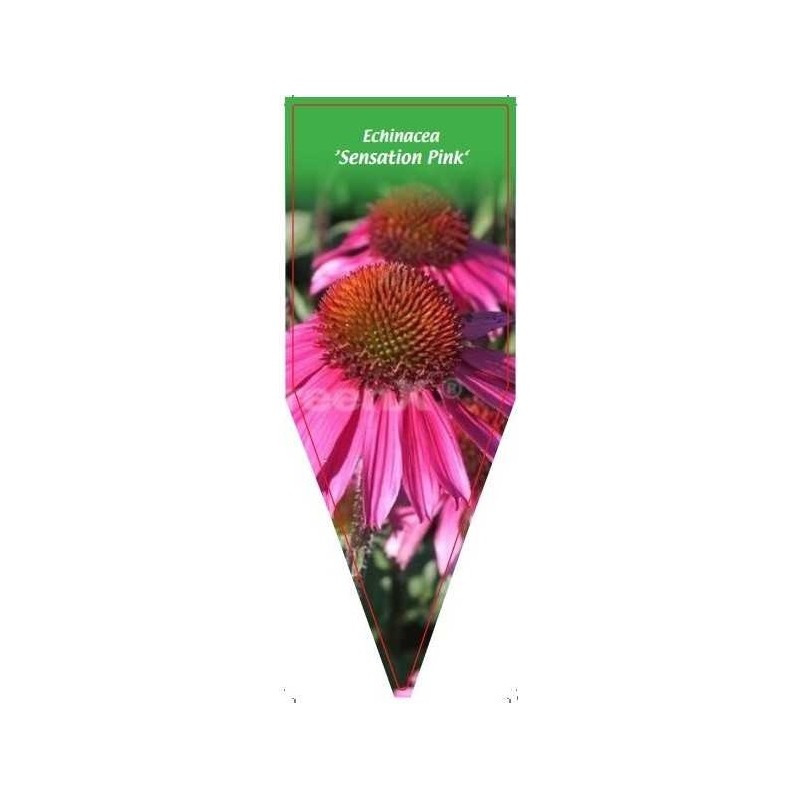 echinacea-sensation-pink-0