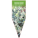 euonymus-fortunei-emerald-gaiety-0