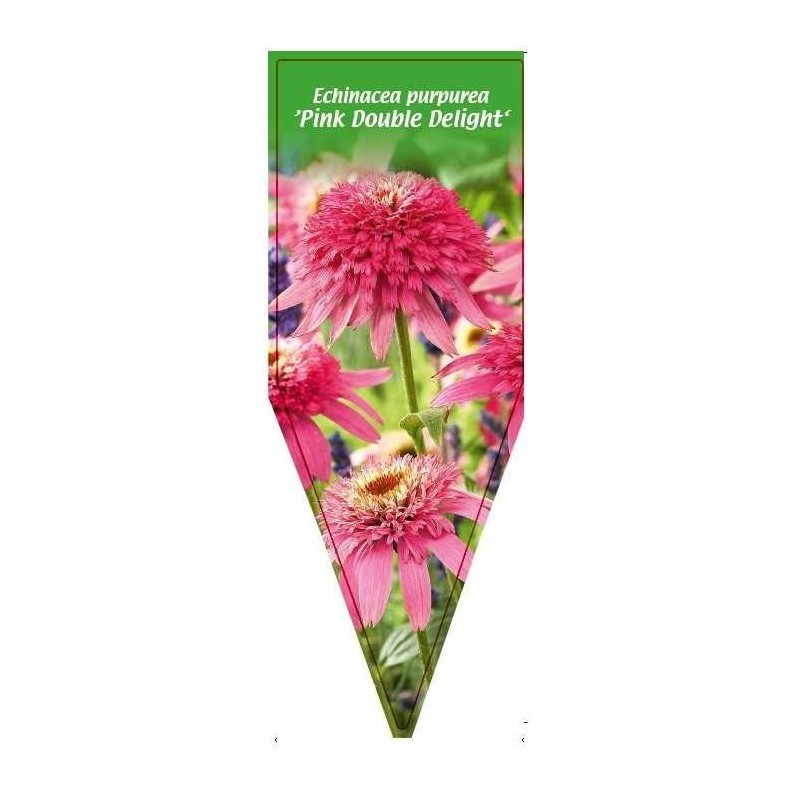 echinacea-purpurea-pink-double-delight-b0