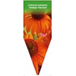 echinacea-purpurea-orange-passion-0