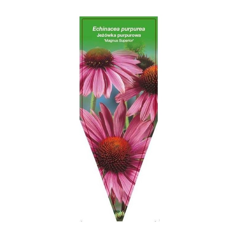 echinacea-purpurea-magnus-superior-0