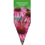 echinacea-purpurea-magnus-superior-0