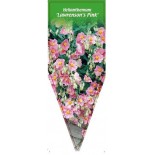 helianthemum-lawrenson-s-pink-0