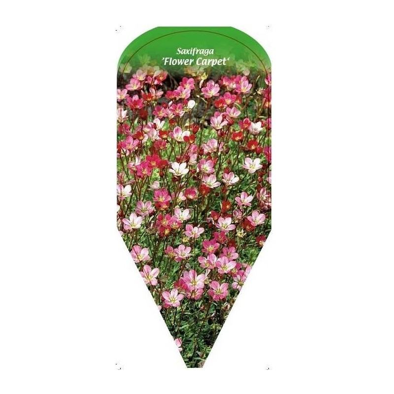 saxifraga-flower-carpet-0