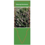 satureja-hortensis0