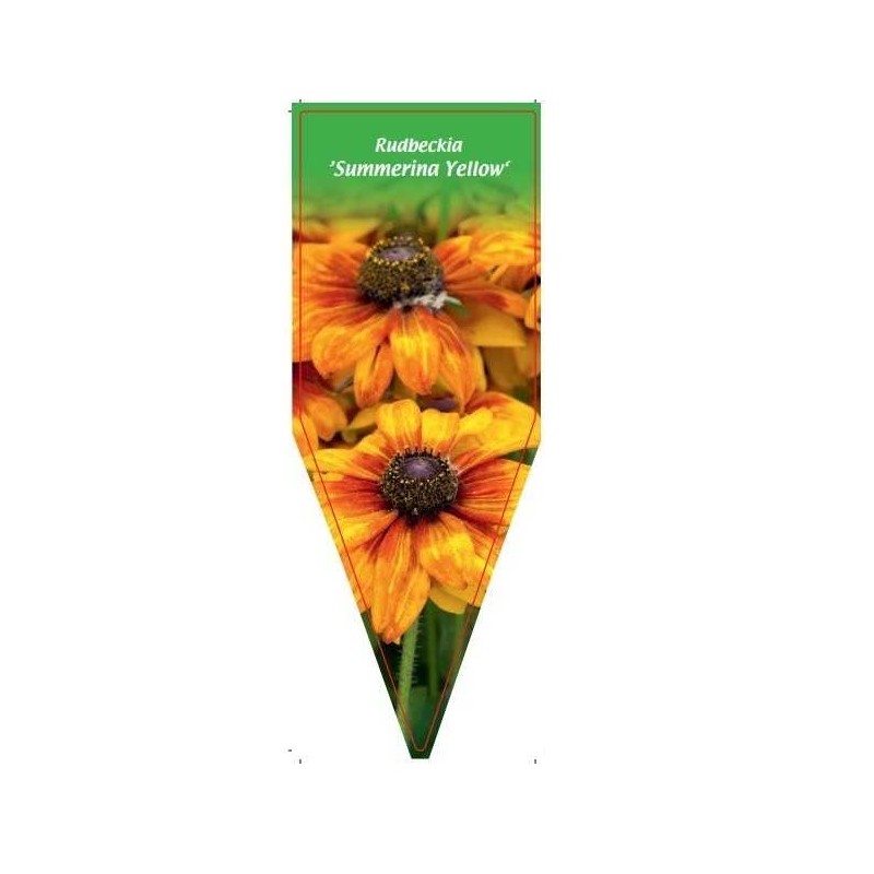 rudbeckia-summeriana-yellow-0